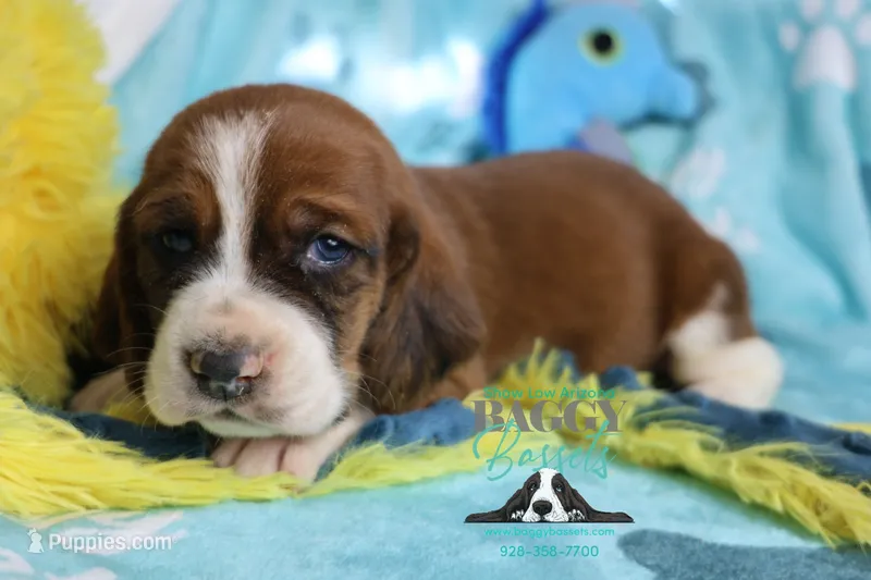 Simea – Basset Hound puppy for sale in Mesa, AZ