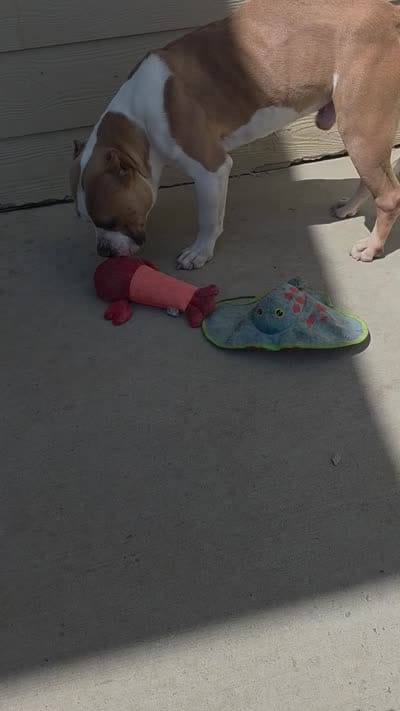 Roscoe , a male American Bully for sale in Colorado Springs, CO – 1 of 1