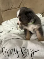 Luke , a male Miniature Australian Shepherd for sale in Oneonta, AL – 2 of 2
