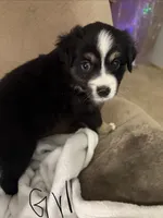 Lucy, a female Miniature Australian Shepherd for sale in Oneonta, AL – 2 of 2