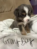 Luke , a male Miniature Australian Shepherd for sale in Oneonta, AL – 1 of 2