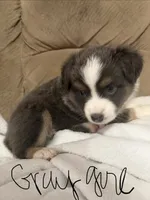 Lily, a female Miniature Australian Shepherd for sale in Oneonta, AL – 4 of 4