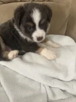 Lily, a female Miniature Australian Shepherd for sale in Oneonta, AL – 2 of 4