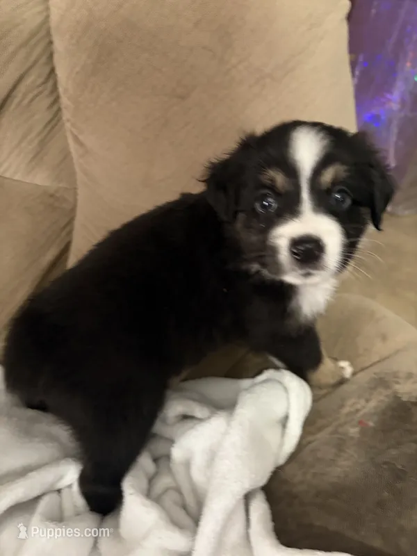 Lucy – Miniature Australian Shepherd puppy for sale in Oneonta, AL