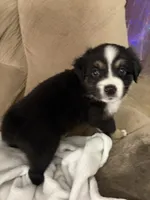 Lucy, a female Miniature Australian Shepherd for sale in Oneonta, AL – 1 of 2