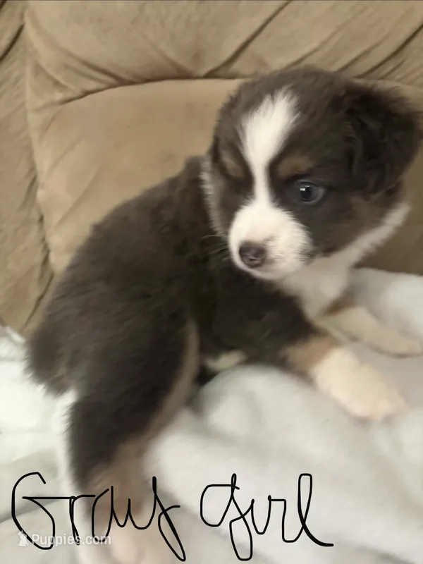 Lily – Miniature Australian Shepherd puppy for sale in Oneonta, AL