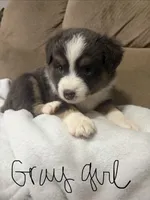 Lily, a female Miniature Australian Shepherd for sale in Oneonta, AL – 3 of 4
