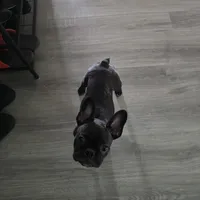 Coco, a female French Bulldog for sale in Smithfield, NC – Photo 4 of 6