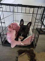 Coco, a female French Bulldog for sale in Smithfield, NC – Photo 1 of 6