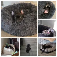 Coco, a female French Bulldog for sale in Smithfield, NC – Photo 6 of 6