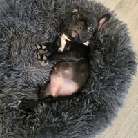 Coco, a female French Bulldog for sale in Smithfield, NC – Photo 5 of 6