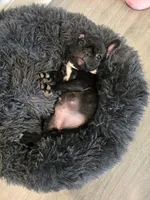 Coco, a female French Bulldog for sale in Smithfield, NC – Photo 4 of 4