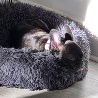 Coco, a female French Bulldog for sale in Smithfield, NC – Photo 2 of 6