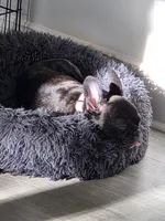 Coco, a female French Bulldog for sale in Smithfield, NC – Photo 1 of 4