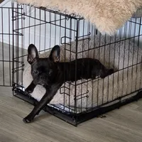 Coco, a female French Bulldog for sale in Smithfield, NC – Photo 3 of 6