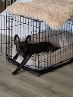 Coco, a female French Bulldog for sale in Smithfield, NC – Photo 2 of 4