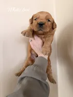 White Collar, a male Golden Retriever for sale in Gouverneur, NY – Photo 2 of 2