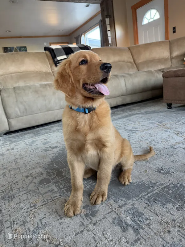 Orange boy – Golden Retriever puppy for sale in Gouverneur, NY