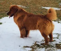 Gray boy, a male Golden Retriever for sale in Gouverneur, NY – 3 of 6