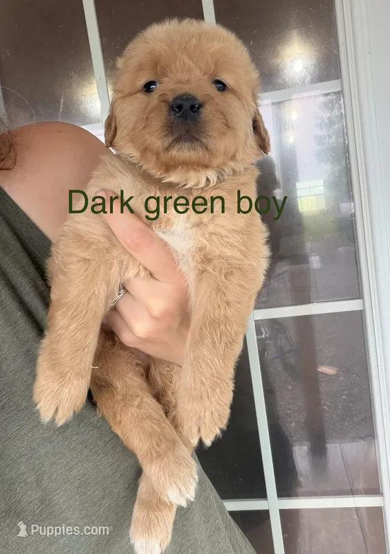 Green boy – Golden Retriever puppy for sale in Gouverneur, NY