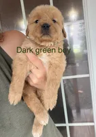 Green boy, a male Golden Retriever for sale in Gouverneur, NY – 1 of 7