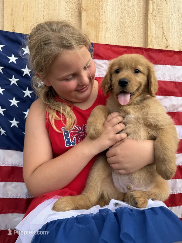 Gray boy – Golden Retriever puppy for sale in Gouverneur, NY