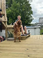 Red girl , a female Golden Retriever for sale in Gouverneur, NY – 7 of 7