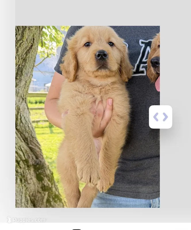 Green boy – Golden Retriever puppy for sale in Gouverneur, NY