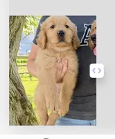 Green boy, a male Golden Retriever for sale in Gouverneur, NY – 1 of 9