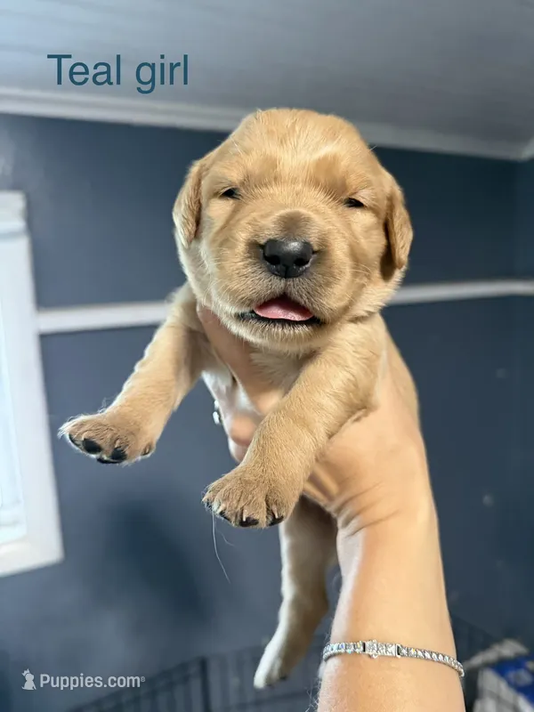 White girl – Golden Retriever puppy for sale in Gouverneur, NY