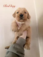 Red Boy, a male Golden Retriever for sale in Gouverneur, NY – Photo 1 of 10