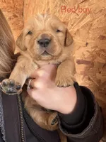 Red Boy, a male Golden Retriever for sale in Gouverneur, NY – Photo 2 of 10