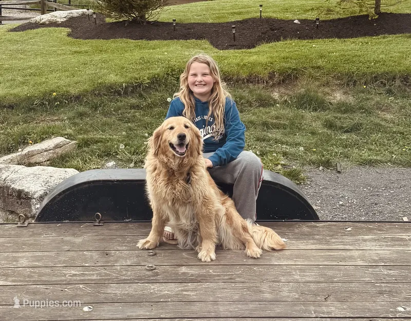 Avery – Golden Retriever puppy for sale in Gouverneur, NY