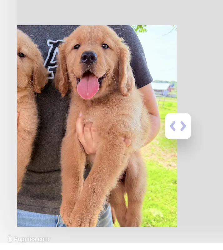 Gray boy – Golden Retriever puppy for sale in Gouverneur, NY