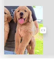 Gray boy, a male Golden Retriever for sale in Gouverneur, NY – 3 of 9