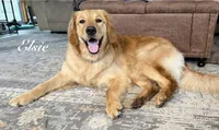 Gray boy, a male Golden Retriever for sale in Gouverneur, NY – 4 of 6