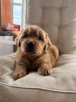 Sawyer, a male Golden Retriever for sale in Gouverneur, NY – Photo 2 of 9