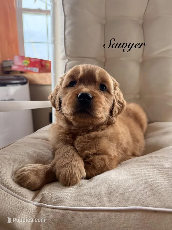 Sawyer – Golden Retriever puppy for sale in Gouverneur, NY