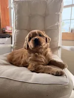 Sawyer, a male Golden Retriever for sale in Gouverneur, NY – Photo 4 of 9