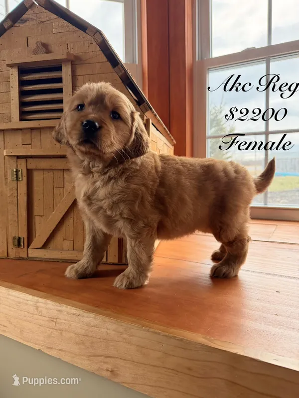 Purple Girl – Golden Retriever puppy for sale in Gouverneur, NY