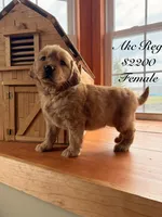 Purple Girl, a female Golden Retriever for sale in Gouverneur, NY – Photo 1 of 4