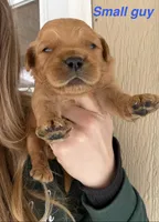 No collar boy, a male Golden Retriever for sale in Gouverneur, NY – Photo 1 of 4