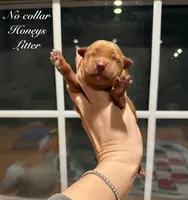 No collar boy, a male Golden Retriever for sale in Gouverneur, NY – Photo 2 of 4