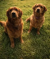 No collar boy, a male Golden Retriever for sale in Gouverneur, NY – Photo 3 of 4