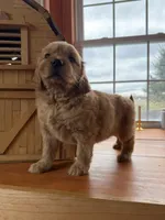 Purple Girl, a female Golden Retriever for sale in Gouverneur, NY – Photo 2 of 4