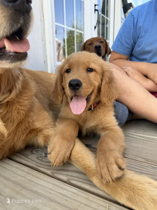 Gray boy – Golden Retriever puppy for sale in Gouverneur, NY