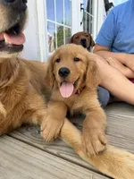 Gray boy, a male Golden Retriever for sale in Gouverneur, NY – 1 of 9