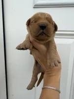  Blue (milk mustache), a male Golden Retriever for sale in Gouverneur, NY – 3 of 3