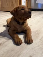 Merica , a female Labrador Retriever for sale in Gouverneur, NY – 3 of 3