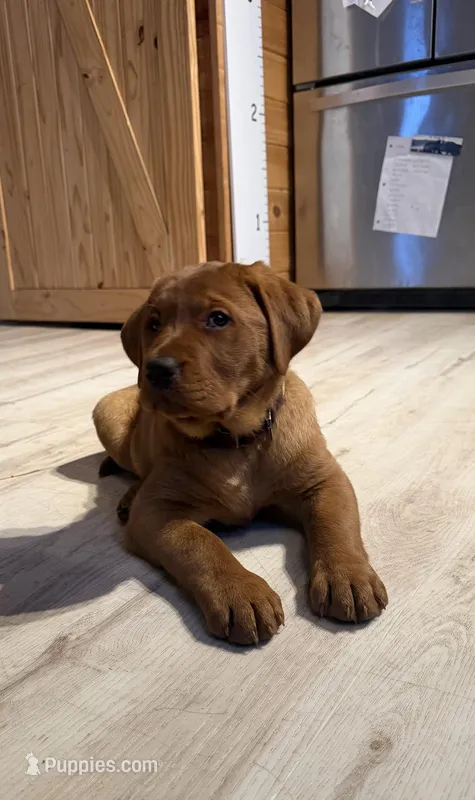 Merica  – Labrador Retriever puppy for sale in Gouverneur, NY